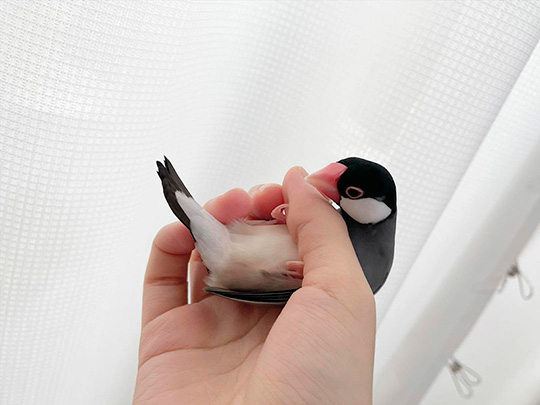 リトルチキンクラブ（文鳥のふみちゃん）さん