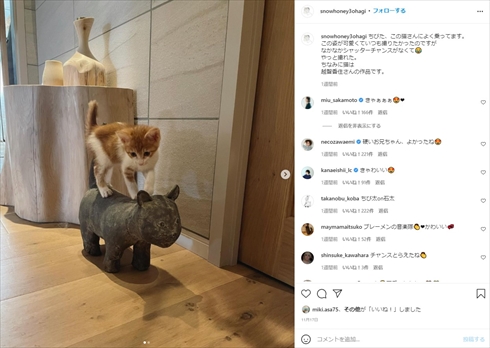 石田ゆり子 ちびた ミルクボランティア 期間 別れ インスタ 子猫