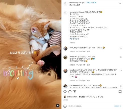 石田ゆり子 ちびた ミルクボランティア 期間 別れ インスタ 子猫