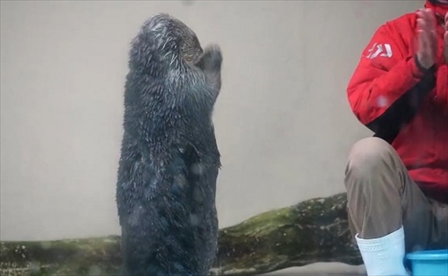 鳥羽水族館ラッコのキラちゃん