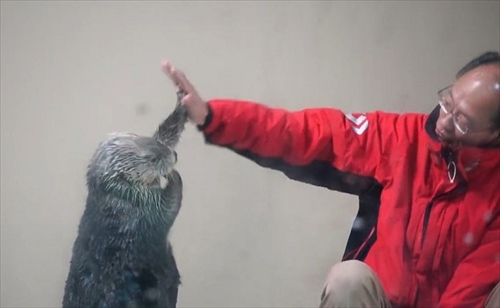 鳥羽水族館ラッコのキラちゃん