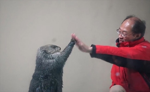 鳥羽水族館ラッコのキラちゃん