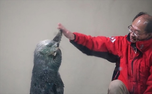 鳥羽水族館ラッコのキラちゃん