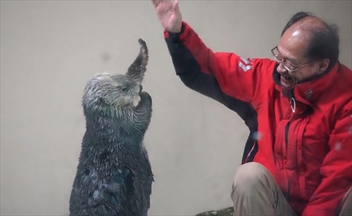 鳥羽水族館ラッコのキラちゃん