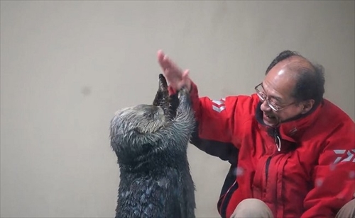鳥羽水族館ラッコのキラちゃん