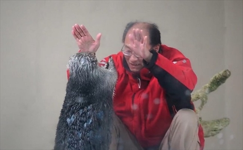 鳥羽水族館ラッコのキラちゃん