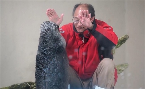 鳥羽水族館ラッコのキラちゃん