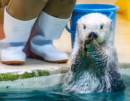 鳥羽水族館ラッコのキラちゃん