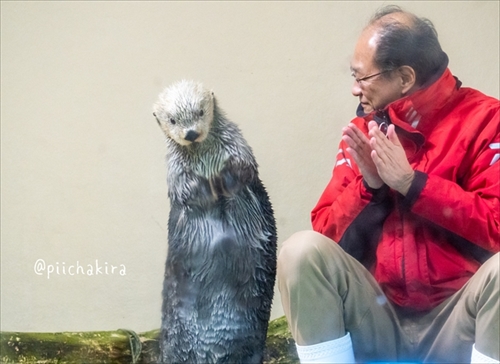 鳥羽水族館ラッコのキラちゃん