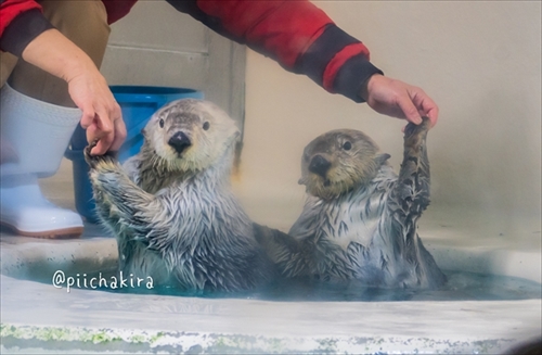 鳥羽水族館ラッコのキラちゃん