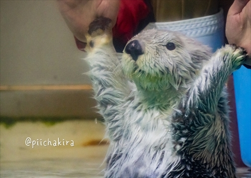 鳥羽水族館ラッコのキラちゃん