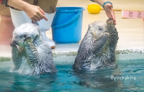 鳥羽水族館ラッコのキラちゃん