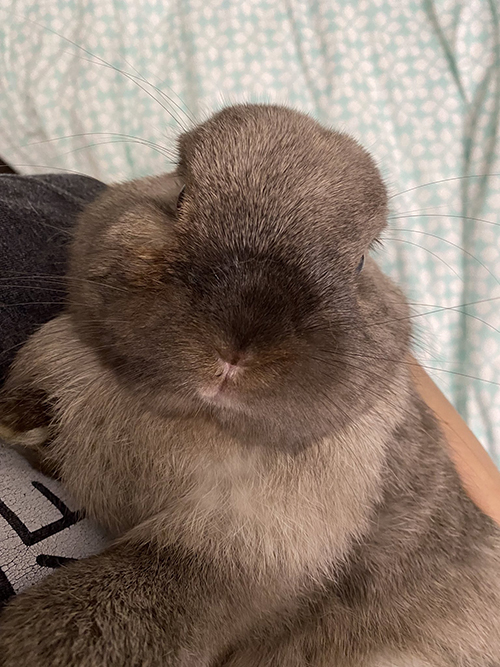 耳が見えないあやめさん