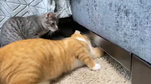 手を突っ込むアルバートくん