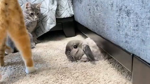 静止するあやめさん