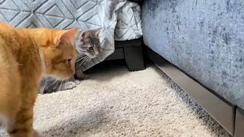 困惑する猫ちゃんズ