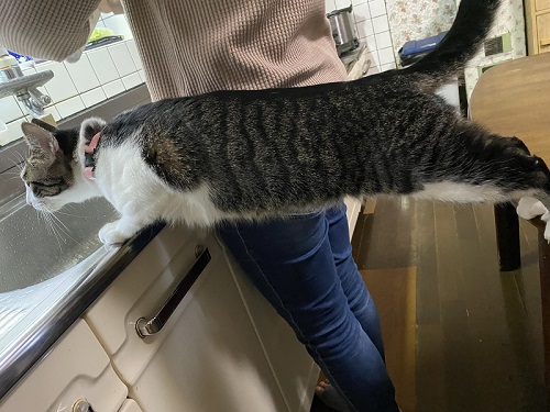 伸びた猫ちゃん