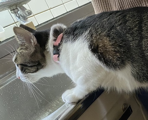 伸びた猫ちゃん