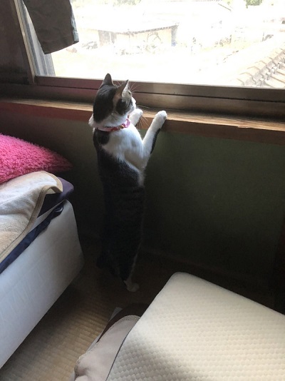 伸びた猫ちゃん