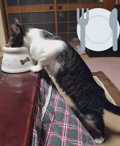 伸びた猫ちゃん