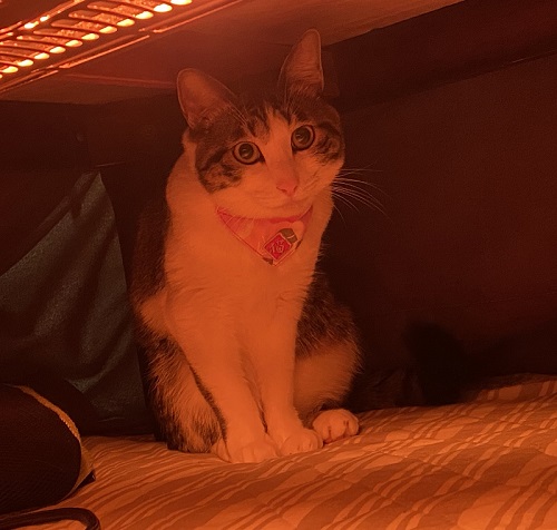 伸びた猫ちゃん