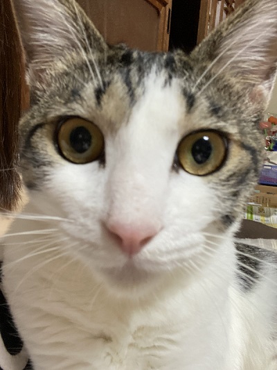 伸びた猫ちゃん