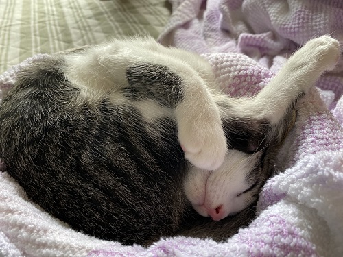 伸びた猫ちゃん