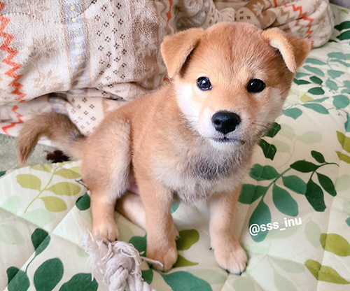 耳が垂れていたころの麦くん