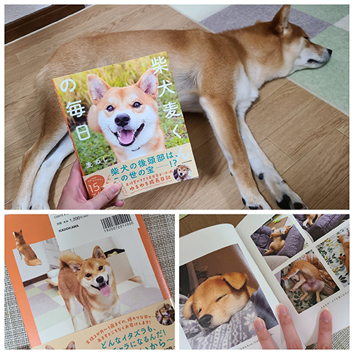 写真集と麦くん