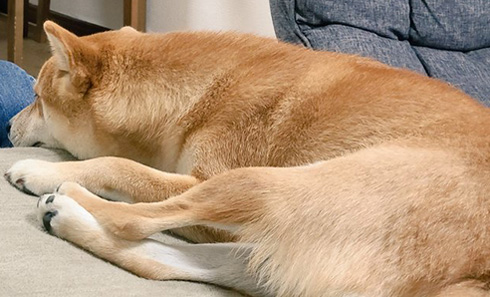 麦くんに写真集を見せるお父さん・麦くんトリミング