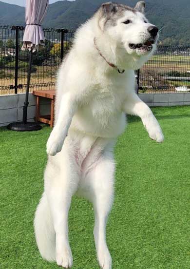 柴犬 浮いてる 飛ぶ ハスキー キャトられ アブダクション 写真