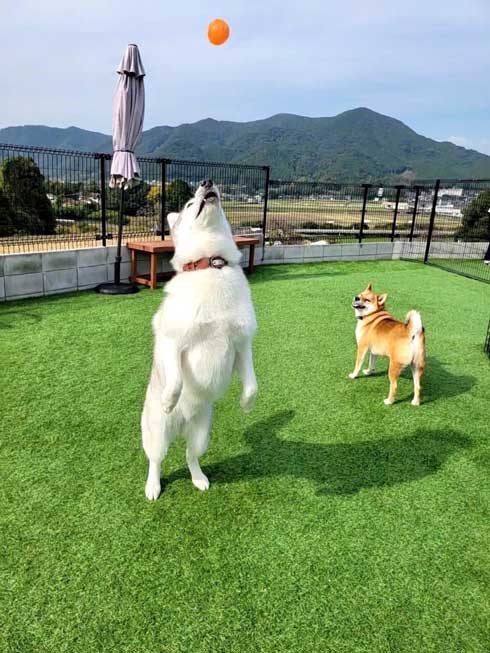 柴犬 浮いてる 飛ぶ ハスキー キャトられ アブダクション 写真