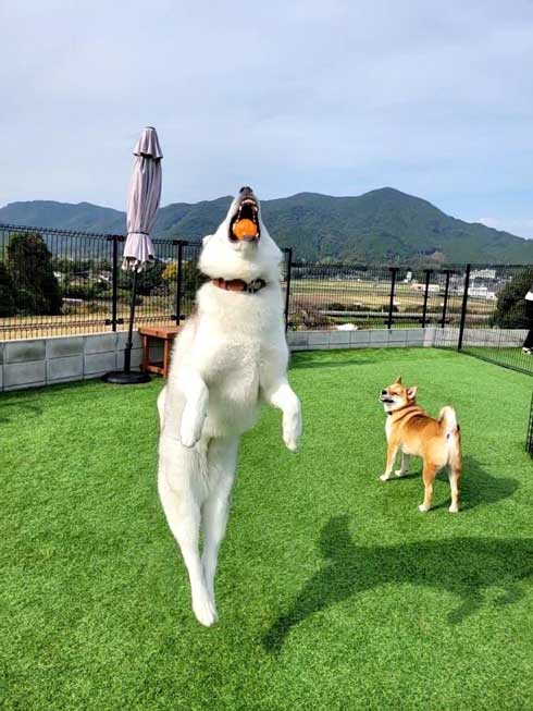 柴犬 浮いてる 飛ぶ ハスキー キャトられ アブダクション 写真