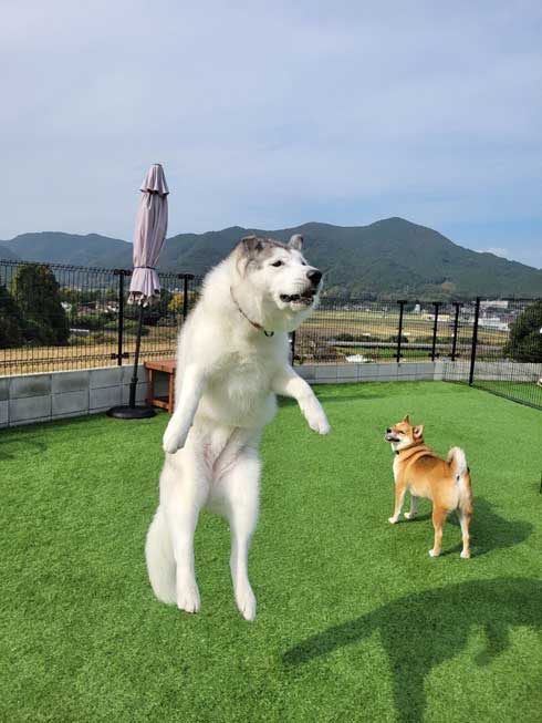 柴犬 浮いてる 飛ぶ ハスキー キャトられ アブダクション 写真