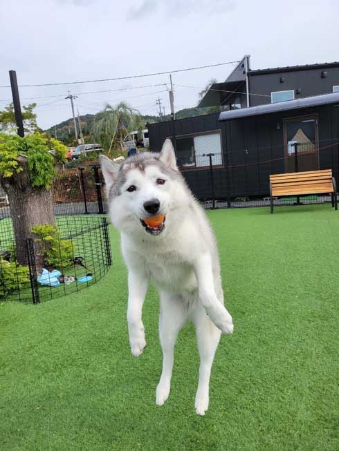 柴犬 浮いてる 飛ぶ ハスキー キャトられ アブダクション 写真