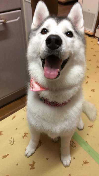 柴犬 浮いてる 飛ぶ ハスキー キャトられ アブダクション 写真