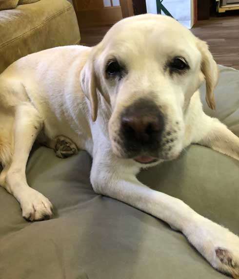 柴犬 浮いてる 飛ぶ ハスキー キャトられ アブダクション 写真