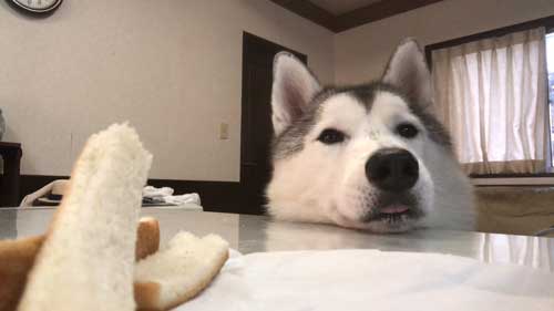 柴犬 浮いてる 飛ぶ ハスキー キャトられ アブダクション 写真