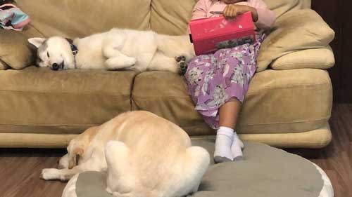 柴犬 浮いてる 飛ぶ ハスキー キャトられ アブダクション 写真