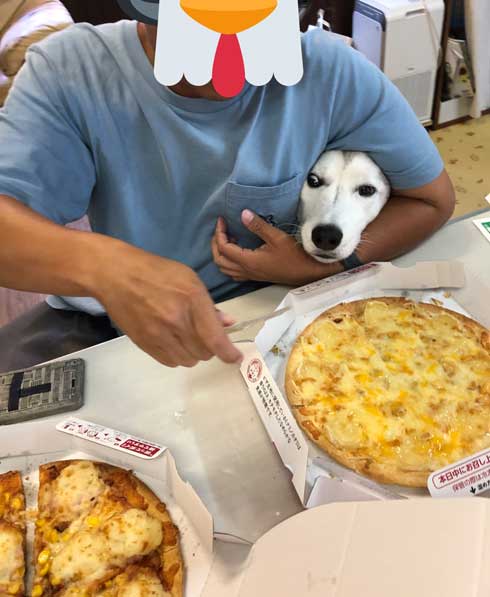 柴犬 浮いてる 飛ぶ ハスキー キャトられ アブダクション 写真