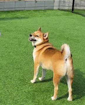 柴犬 浮いてる 飛ぶ ハスキー キャトられ アブダクション 写真