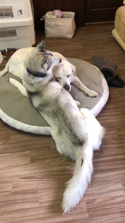 柴犬 浮いてる 飛ぶ ハスキー キャトられ アブダクション 写真