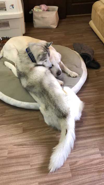 柴犬 浮いてる 飛ぶ ハスキー キャトられ アブダクション 写真