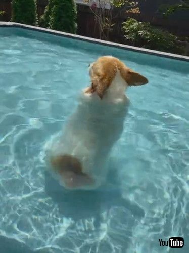 「Corgi Discovers New Way of Swimming || ViralHog」