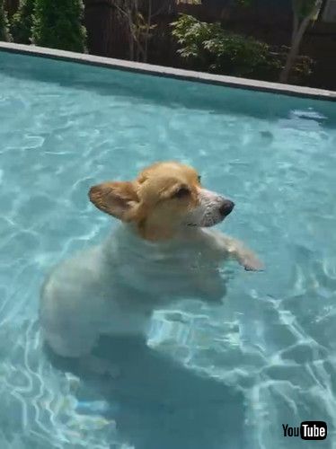 「Corgi Discovers New Way of Swimming || ViralHog」