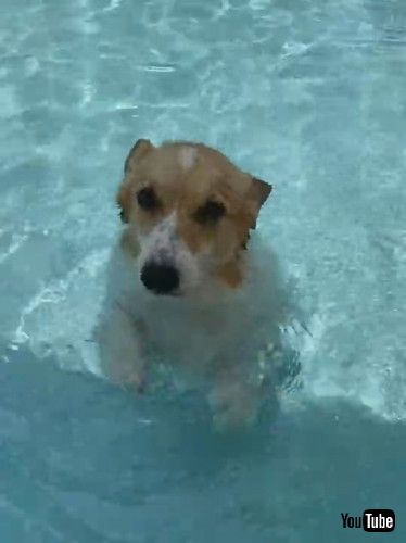 「Corgi Discovers New Way of Swimming || ViralHog」