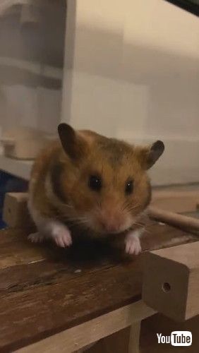 「Yawning Hamster Quickly Turns From Monster to Cute || ViralHog」