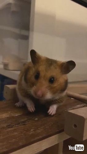 「Yawning Hamster Quickly Turns From Monster to Cute || ViralHog」