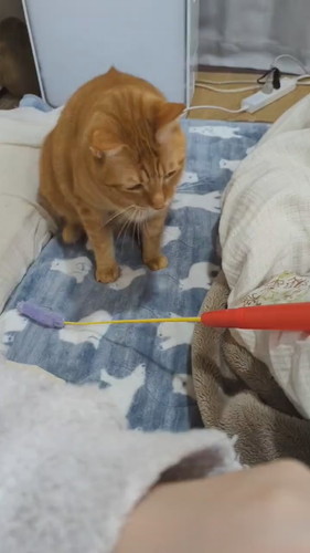 おねだりどんくさくん