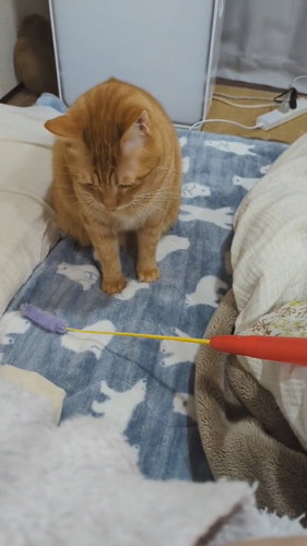 おねだりどんくさくん